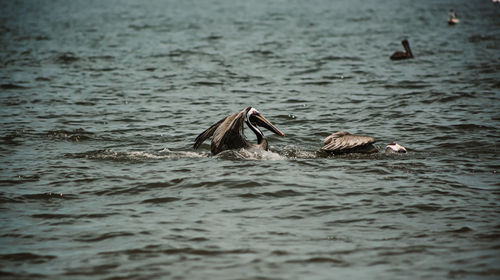 Ducks swimming in sea