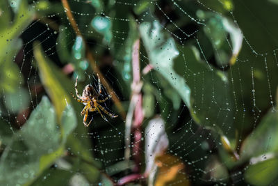Full frame shot of water drops on spider web