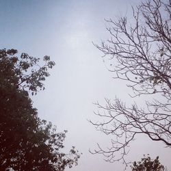 Low angle view of bare trees against clear sky