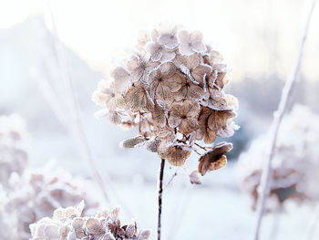 Close-up of wilted plant during winter