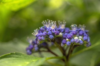 Close-up of purple flowering plant