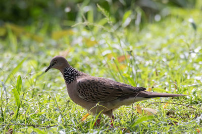 Bird perching on a field