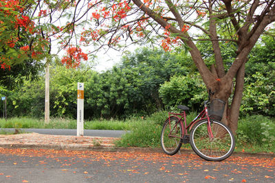 Bicycle in park