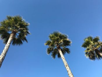 Low angle view of coconut palm trees against clear blue sky