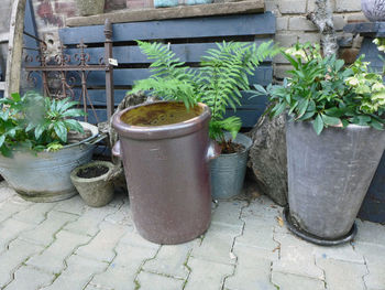 Potted cactus plants