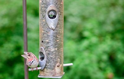 Close-up of bird feeder