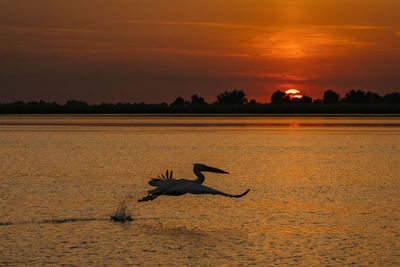 Silhouette pelican flying over lake against orange sky during sunset