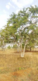 Trees growing on field against sky