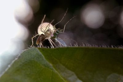 Close-up of spider