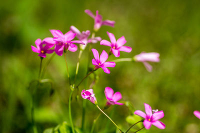 Close-up of pink flowering plant