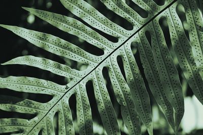 Close-up of plant