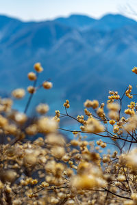 Close-up of flowering plant against mountain