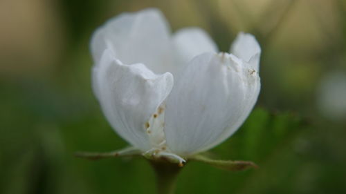 Close-up of white flowering plant