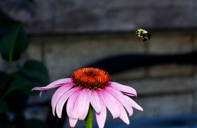 Close-up of bee hovering above pink flower