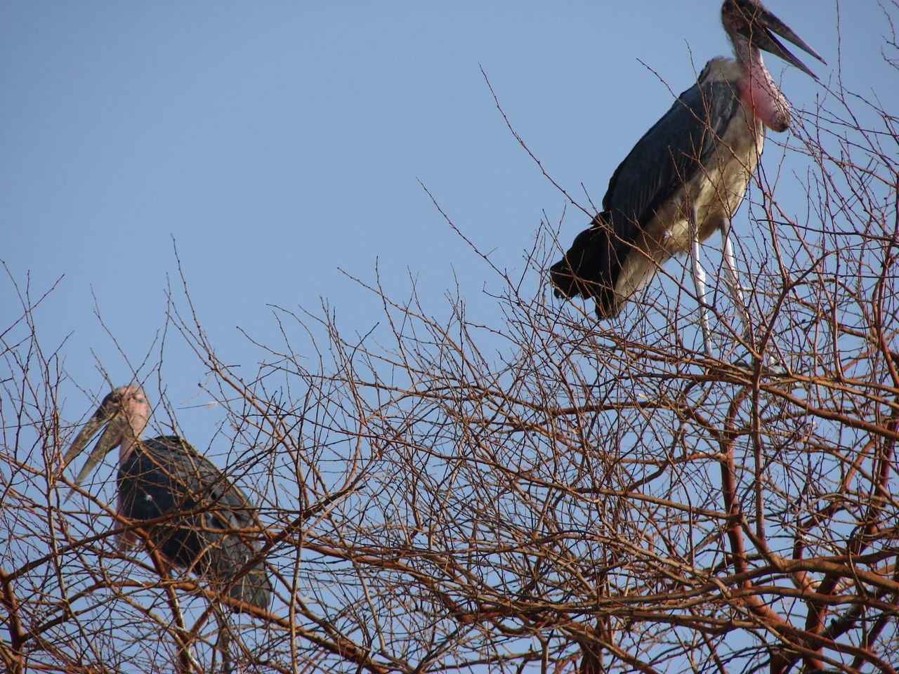 LOW ANGLE VIEW OF BIRDS PERCHING ON TREE AGAINST SKY