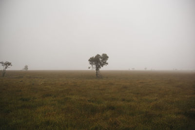 Bare tree on field against clear sky