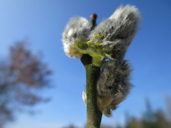 Close-up of pussy willow growing against sky