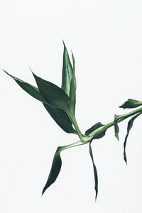 Close-up of leaves against white background