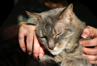 Midsection of person hand with cat