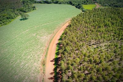 Scenic view of agricultural field