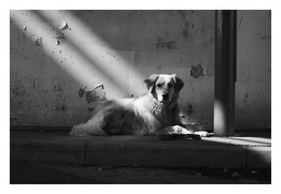 Portrait of dog resting