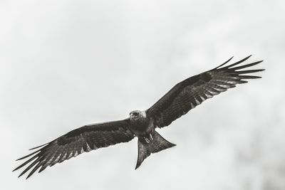 Low angle view of eagle flying against clear sky