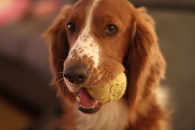 Close-up portrait of dog carrying ball in mouth at home