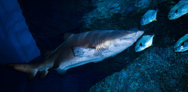 Fish swimming in sea