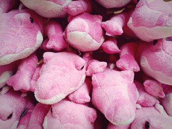 Close-up of pink flower