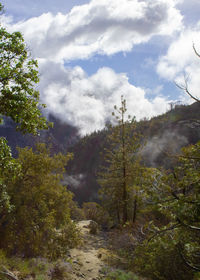 Scenic view of forest against sky