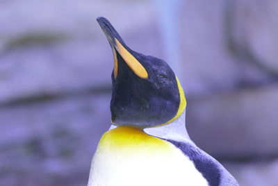 Close up of bird