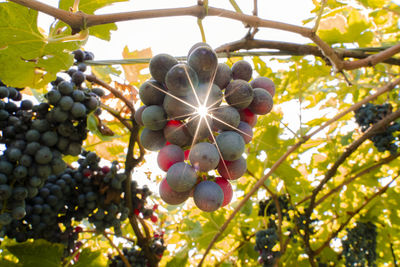 Low angle view of grapes hanging on tree