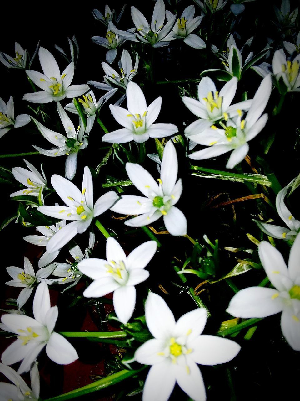 HIGH ANGLE VIEW OF WHITE FLOWERING PLANT