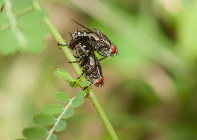 Close-up of insect on plant