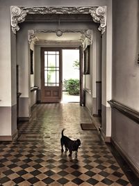 View of a dog looking through window