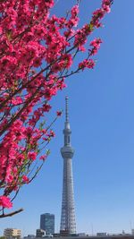 Low angle view of flowering tree against buildings