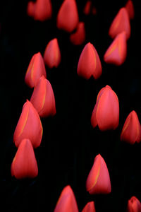 Close-up of flowers over black background