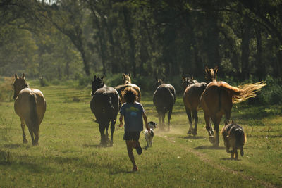 Group of horses on field