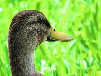 Close-up of duck