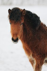 Close-up of a horse looking away