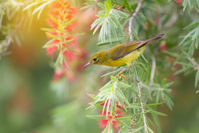 Close-up of bird perching on plant