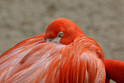 Close-up of flamingo