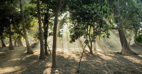 Trees in forest