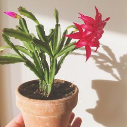 Close-up of flower pot