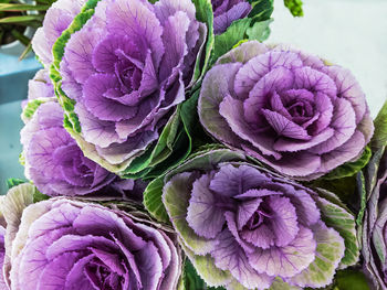 Close-up of purple flower