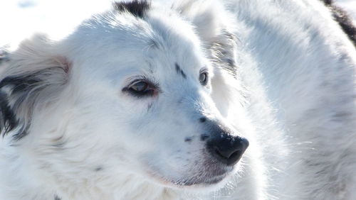 Close-up portrait of dog during winter