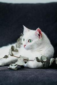 Close-up of white cat