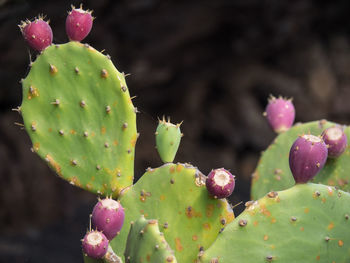 The nature of lanzarote