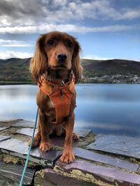 Portrait of dog sitting by lake against sky