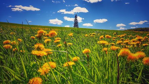Yellow poppies blooming on field against sky